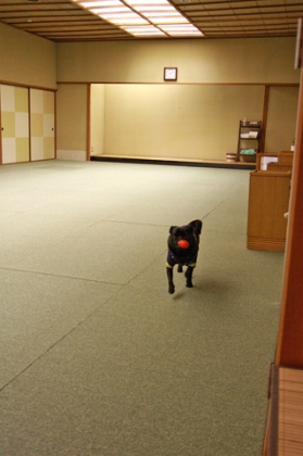 誰もいない室内ドッグラン。