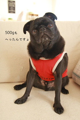 こう見えても痩せたんですよ。