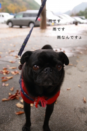 雨なんですけど・・・。