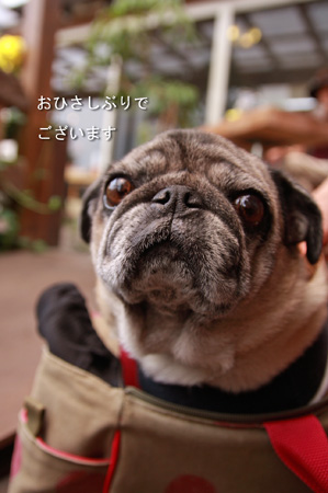 ポンちゃん♪