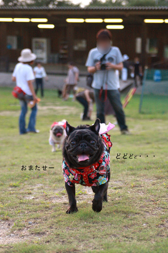 どどどどーのくるみ走り
