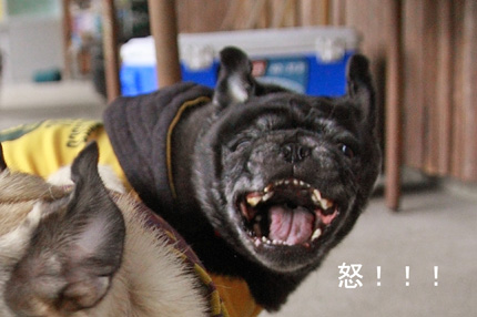 奥歯まで全部見えてます