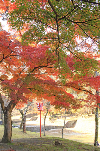 紅葉少し早かったな