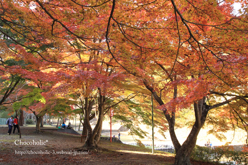 きれいに紅葉