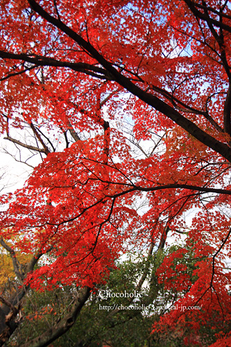 紅葉