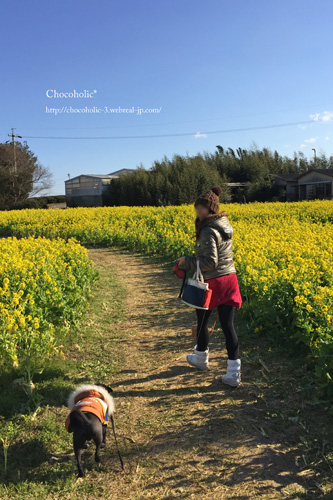 加治菜の花畑