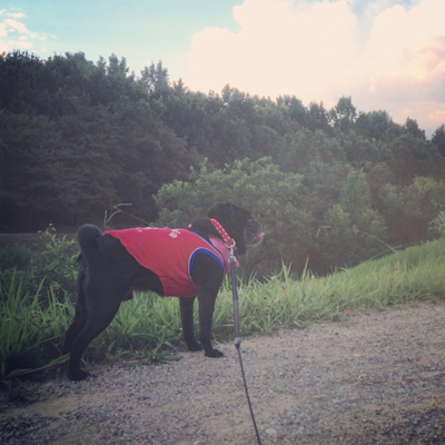 夏のお散歩