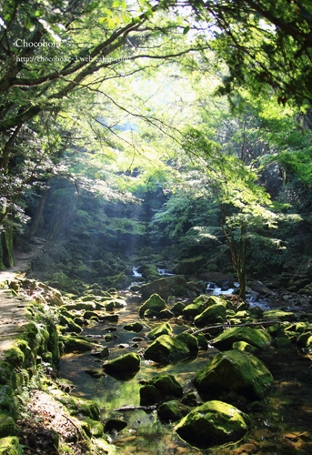 光る苔がきれい