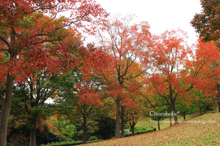 きれいな紅葉