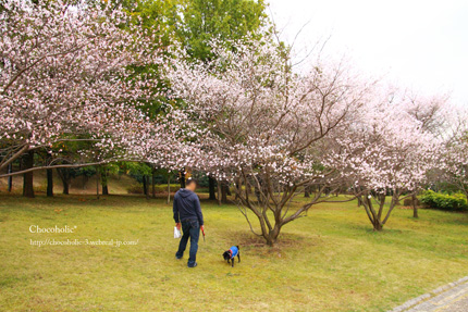 四季桜