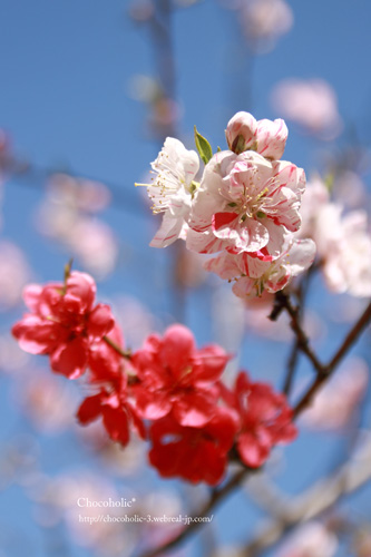 花桃