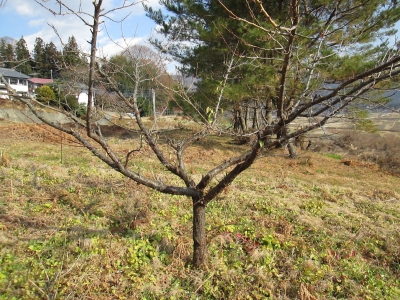 梅の木の剪定しました にんにくホワイト六片