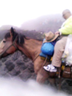 富士山 馬