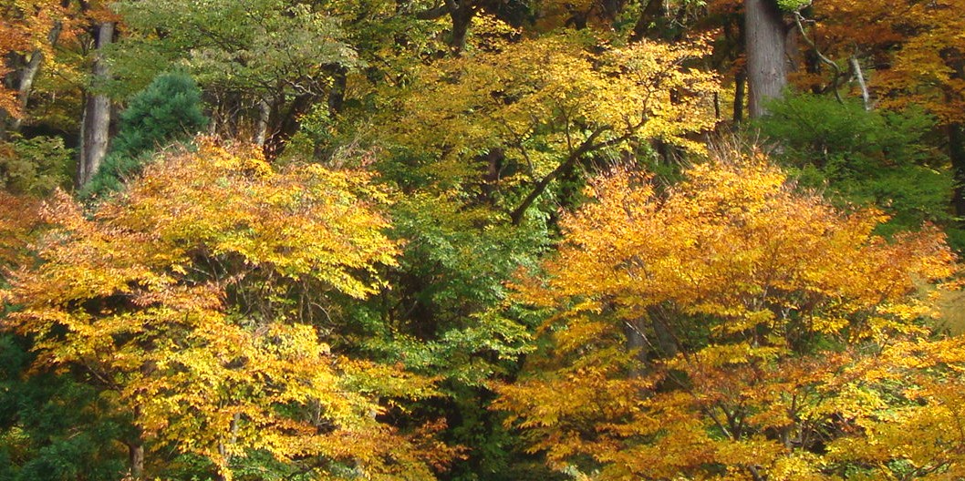 大神山神社の裏山