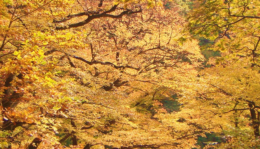 大山寺本堂周辺