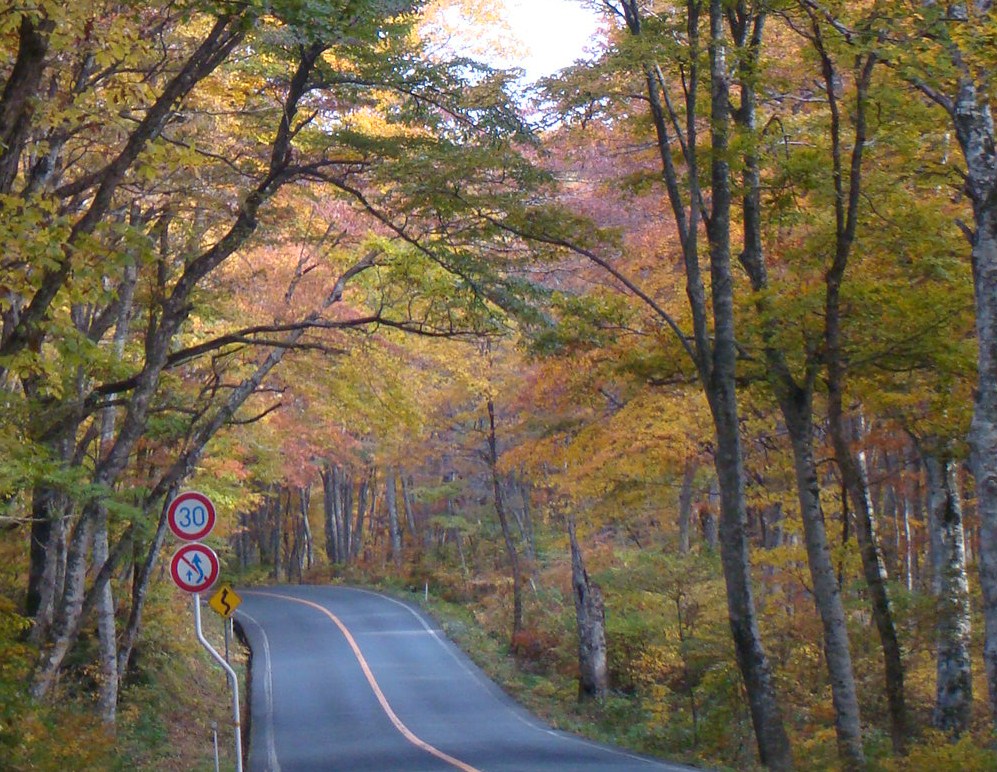 紅葉トンネル