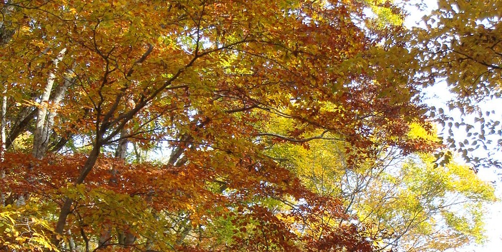 紅葉トンネル