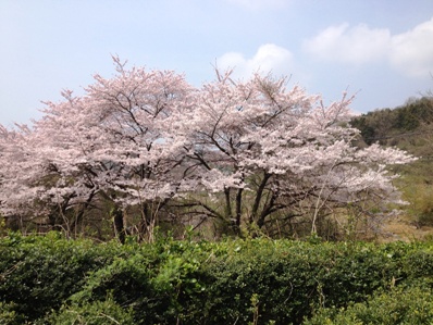 石巻1