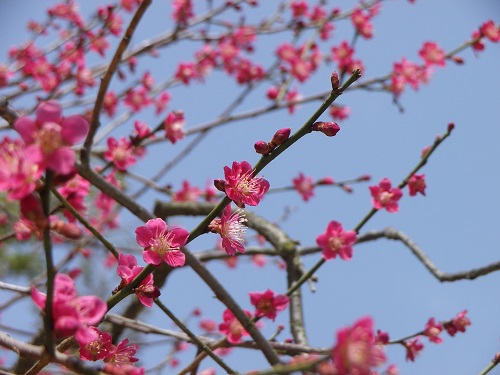 梅