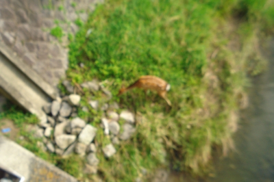 鹿