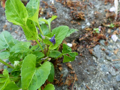 �Υ����ߥ�