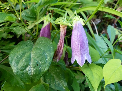 �ۥ���֥���