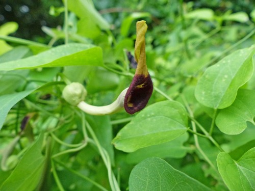 1ウマノスズクサ