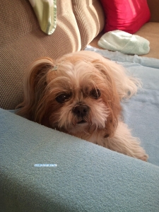 rolly
