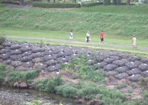 朝のお散歩風景