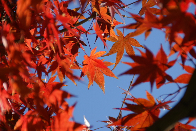 秋の紅葉