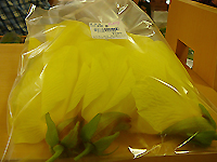 オクラの花