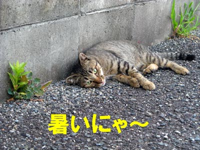 暑いにゃ〜