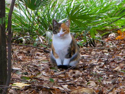 三毛猫