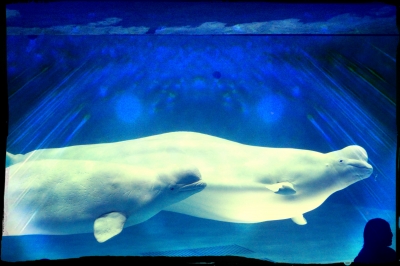写真、構図