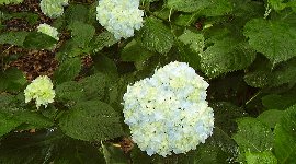 紫陽花には…