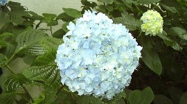 雨が似合うね