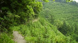 見晴らしのいい山腹道