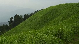 一面のススキ…