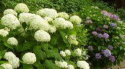 登山口に咲いた紫陽花