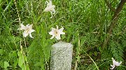 あちこちで百合の花が…