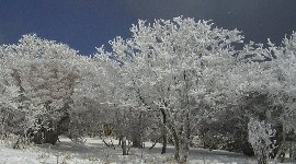 自然の…