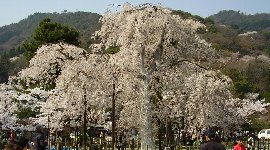 枝垂れ桜も満開