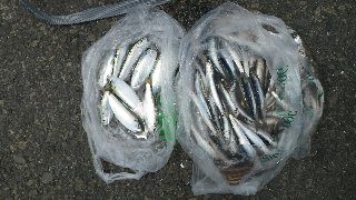 本日の釣果