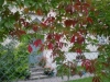 9月初旬の紅葉