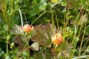 GoldenCloudberry