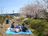 桜もうすぐ満開!!!