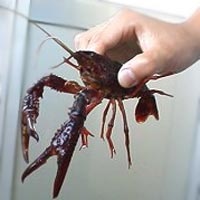 ザリガニ