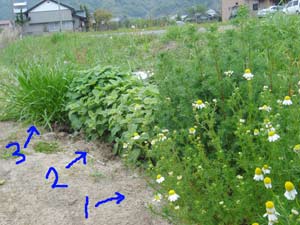 レモングラス・・・????