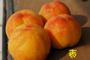 ももの表!
