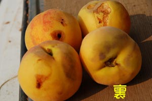 裏